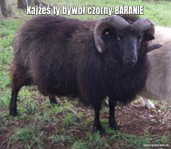 Kajżeś ty bywoł czorny BARANIE